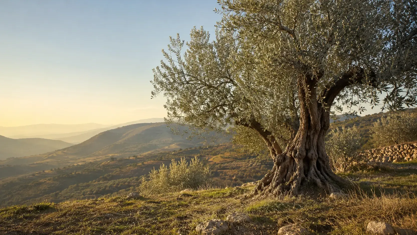Paesaggio di ulivi della Sabina reatina