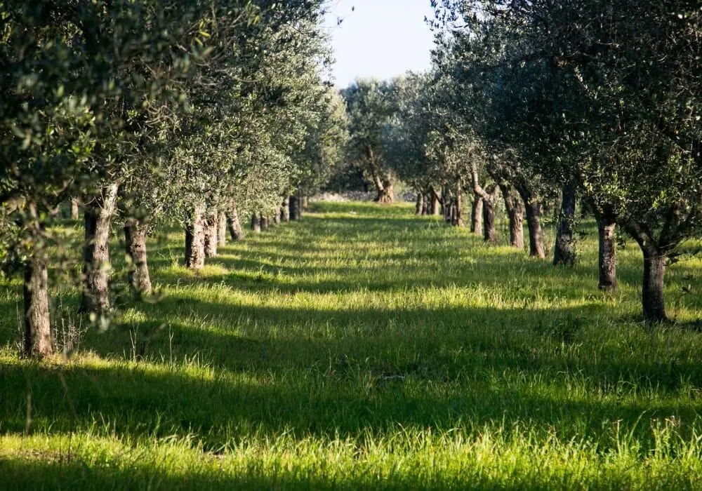Uliveto della Sabina reatina